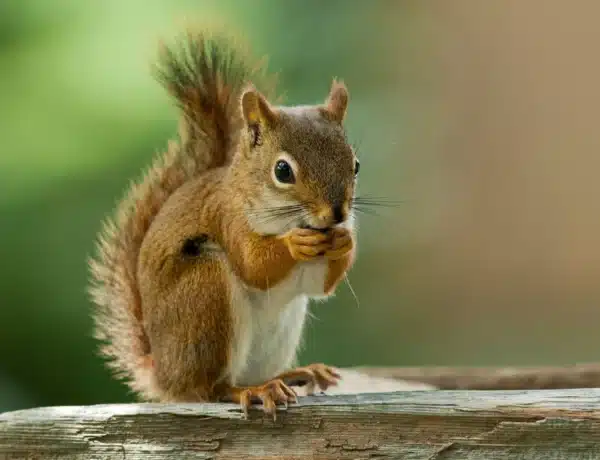 Is Squirrel Omnivore
