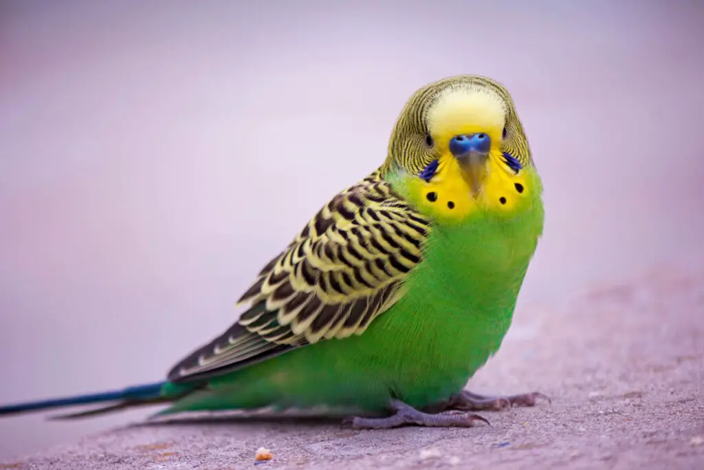What Does A Parakeet Look Like