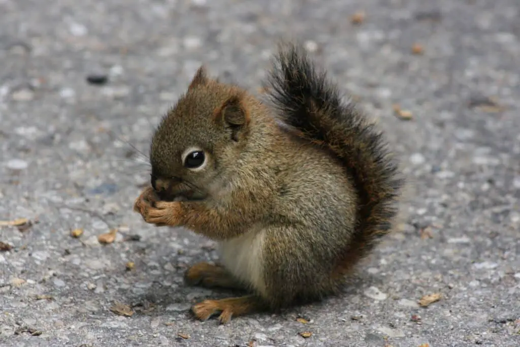 What Do Baby Squirrels Eat