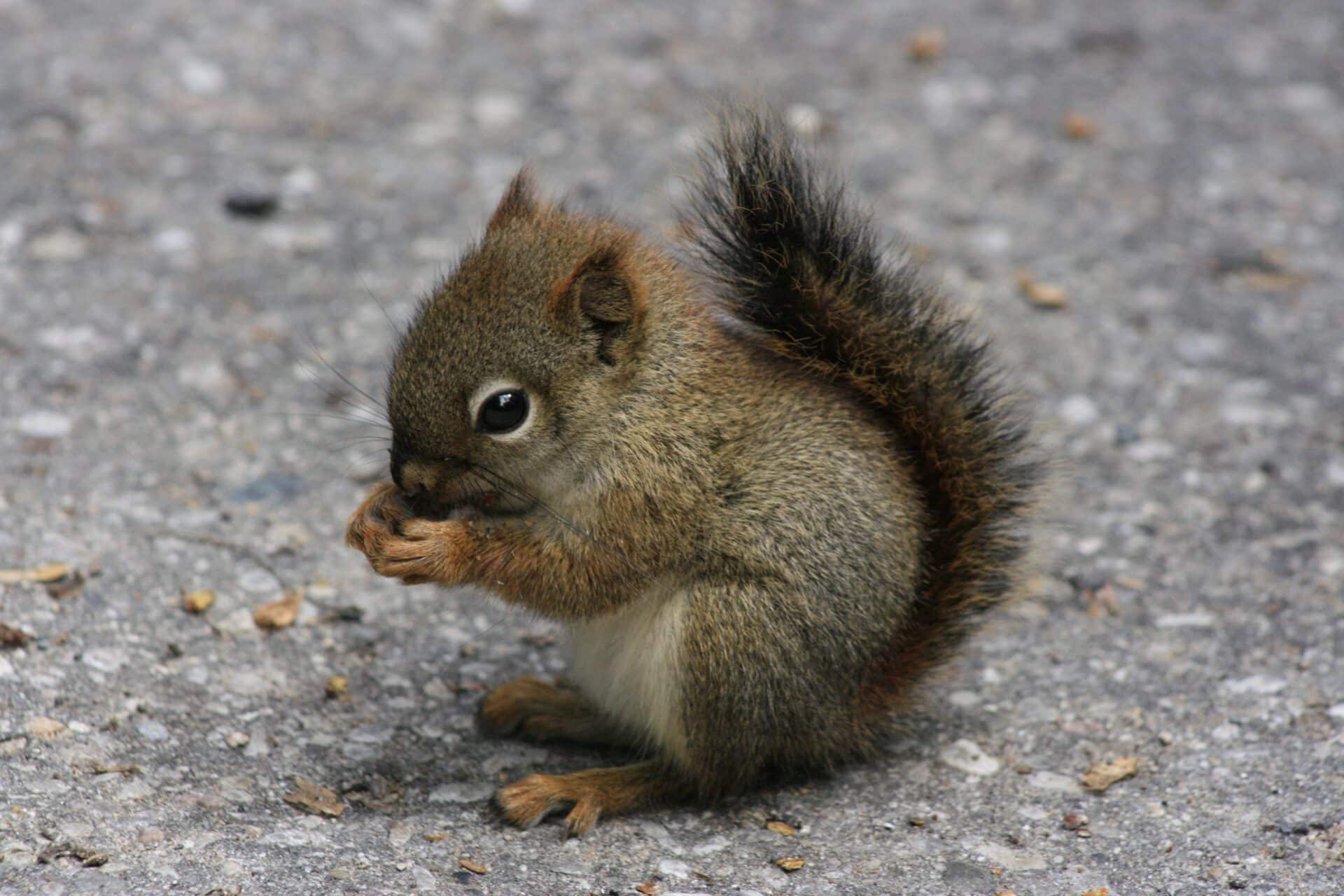 What Do Baby Squirrels Eat - Teeny Tiny Tails