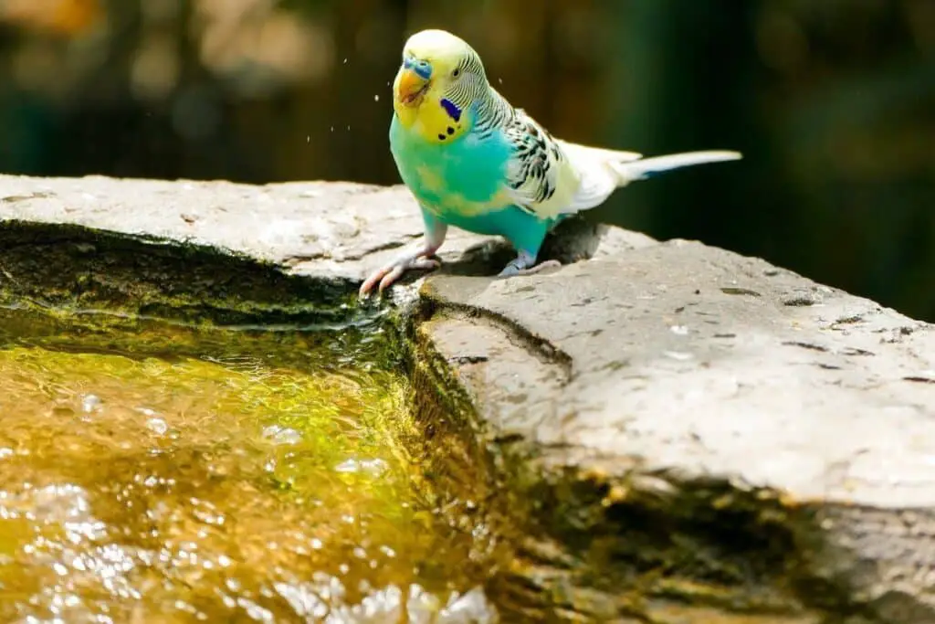 Do Parakeets Drink Water