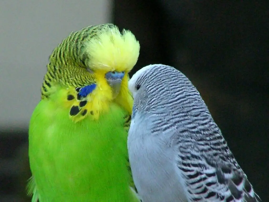How To Take Care Of Parakeets