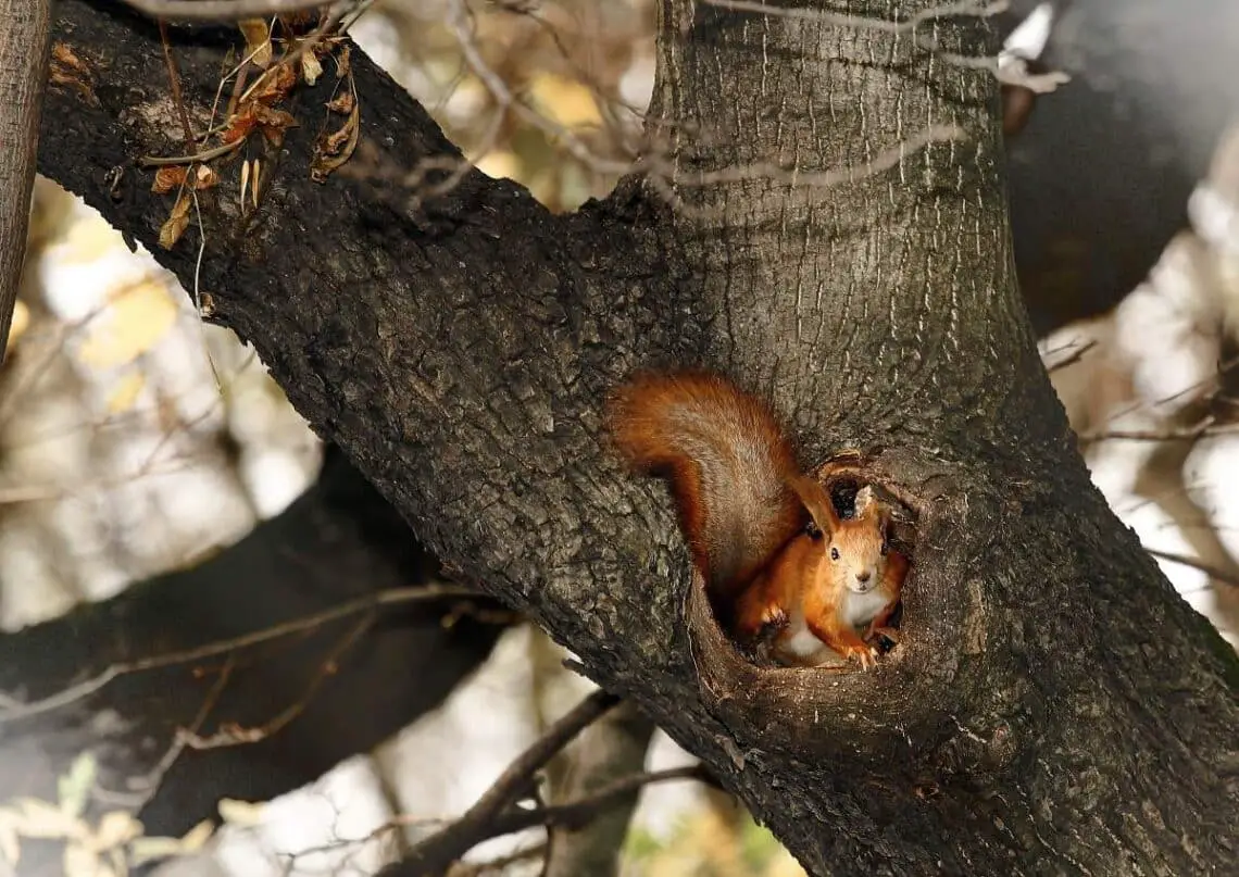 What Does A Squirrel Nest Look Like