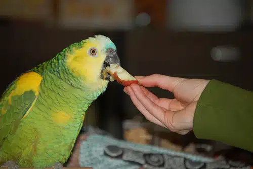 Can Parakeets Eat Cheese