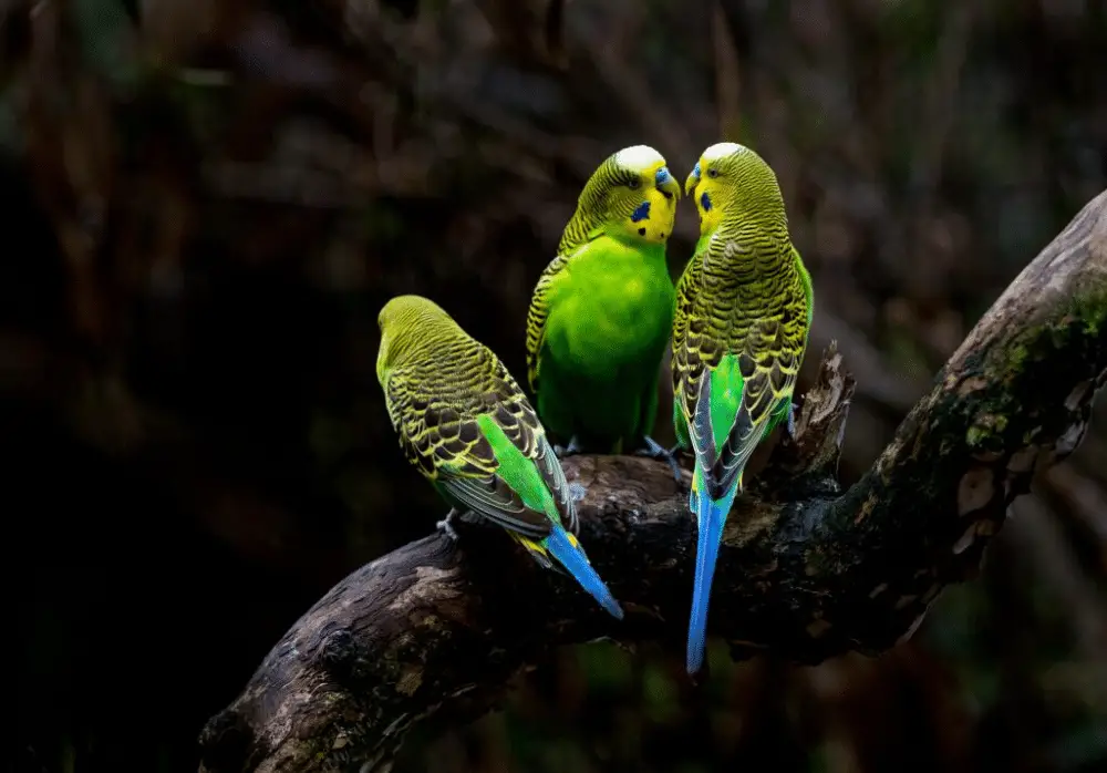 Do Parakeets Need To Be Covered At Night