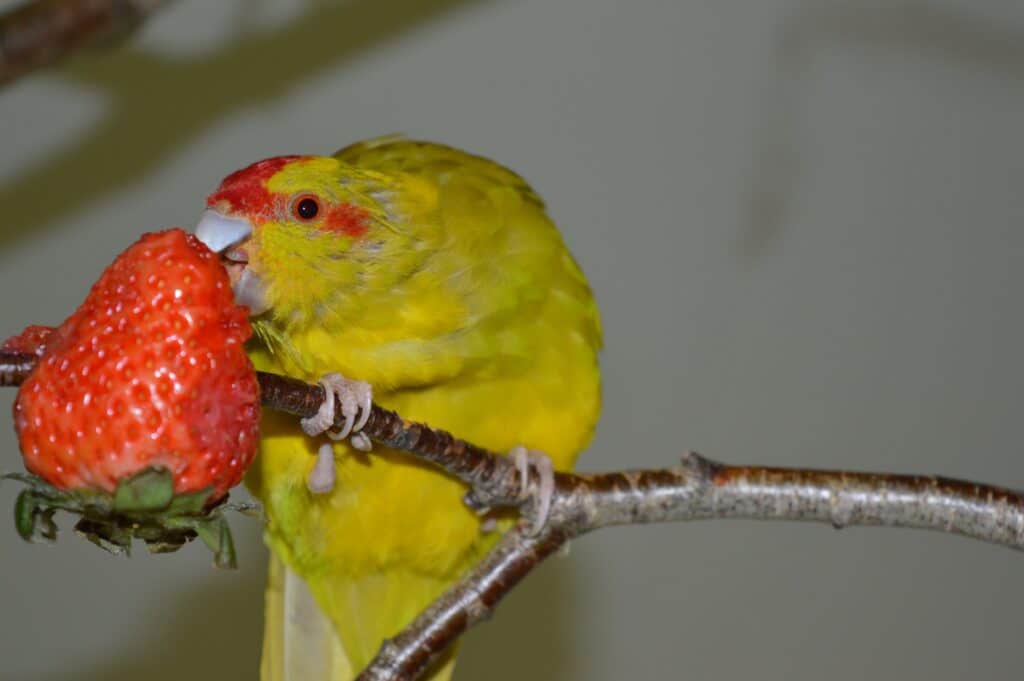 Can Parakeets Eat Tomatoes