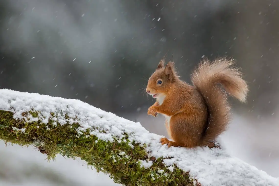 Where Do Squirrels Go In The Winter