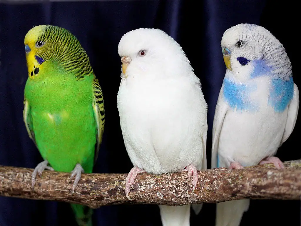 Can Parakeets Survive Cold Weather