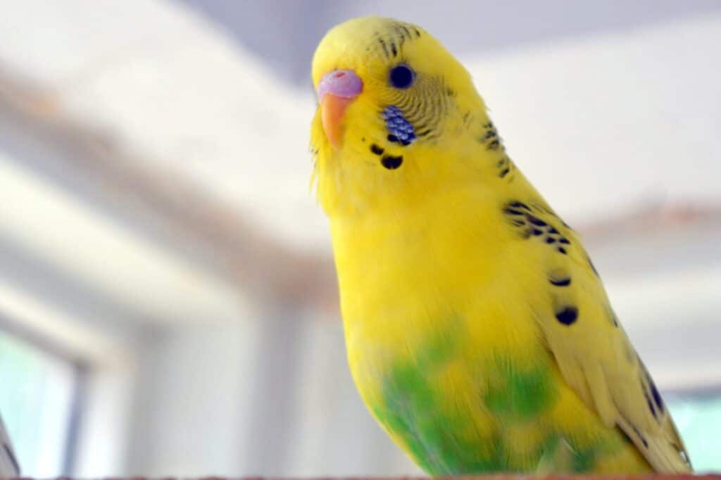 How Much Sleep Do Parakeets Need