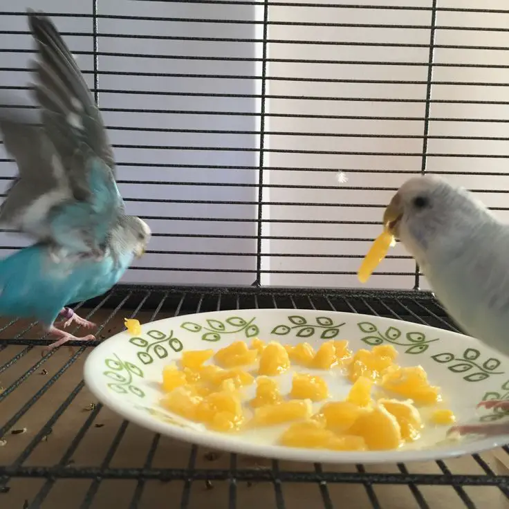 Can Parakeets Eat Tomatoes