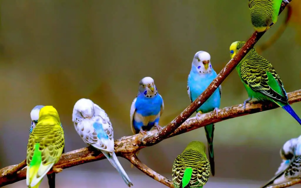 Are Parakeets Easy To Take Care Of