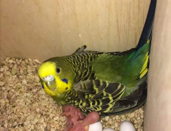 How To Take Care Of Parakeet Eggs
