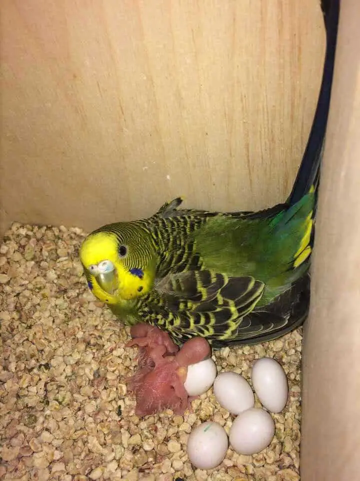 How To Take Care Of Parakeet Eggs