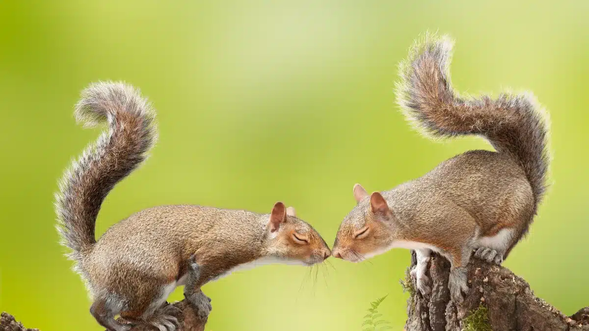 Why Do Squirrels Chase Each Other