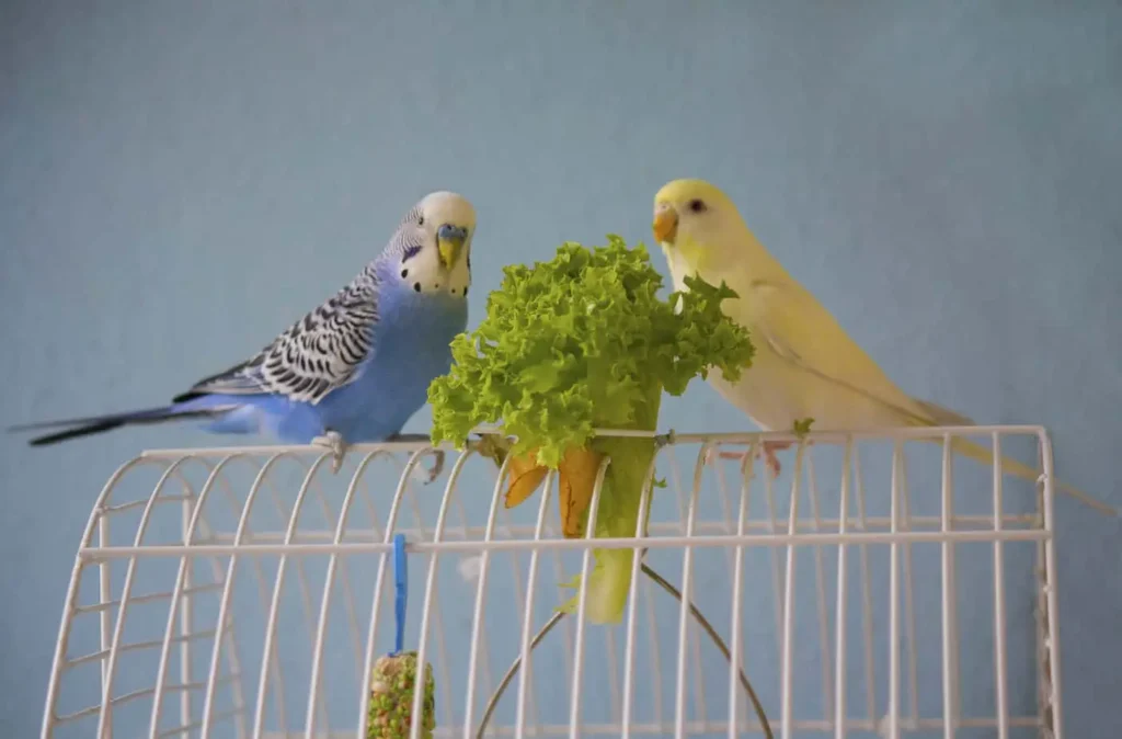 What Do Parakeets Need In Their Cage