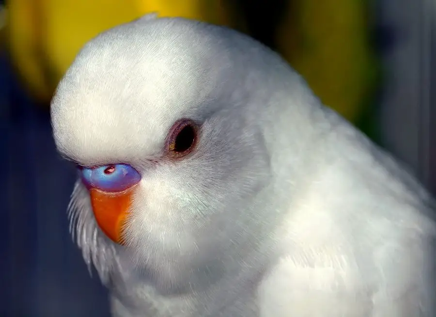 Are White Parakeets Rare