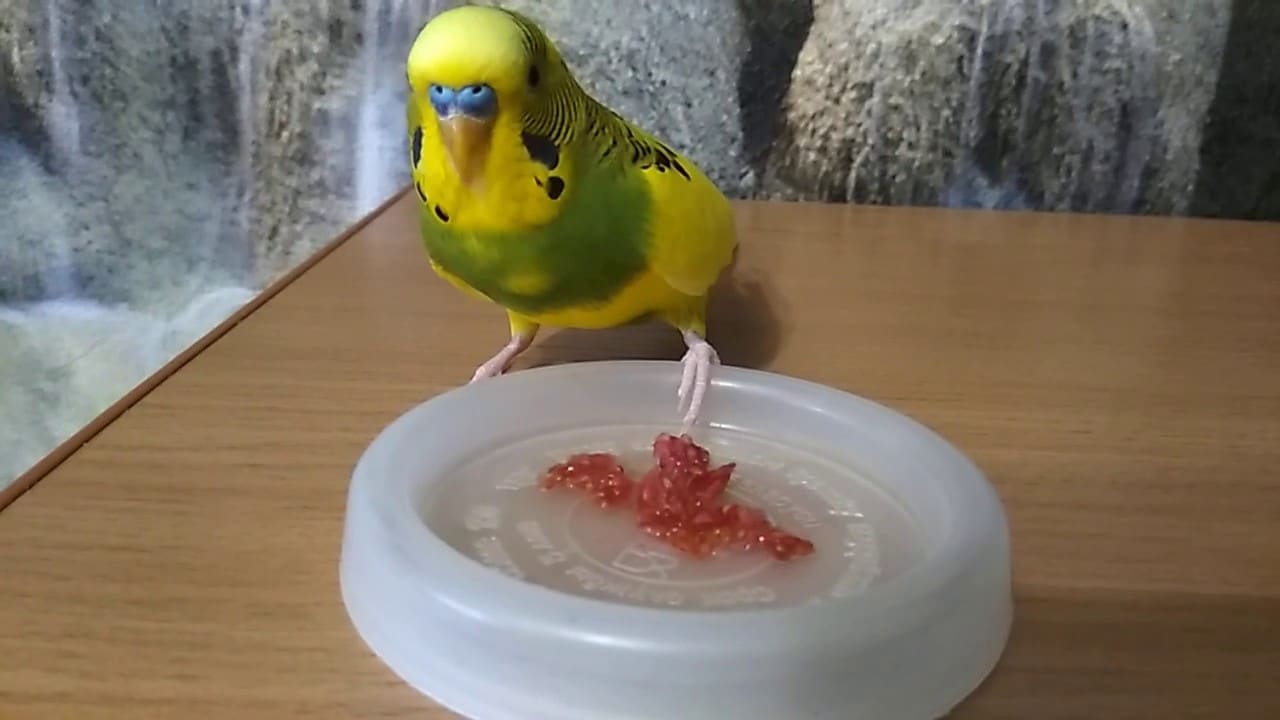 Can Parakeets Eat Strawberries Teeny Tiny Tails
