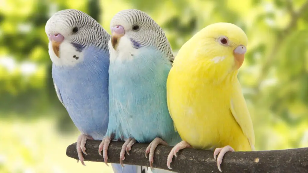 Can Parakeets Survive Cold Weather
