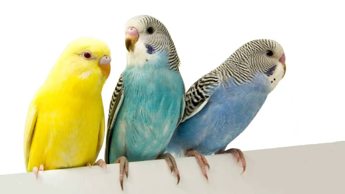 Do Parakeets Do Better In Pairs