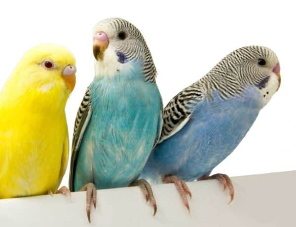 Do Parakeets Do Better In Pairs