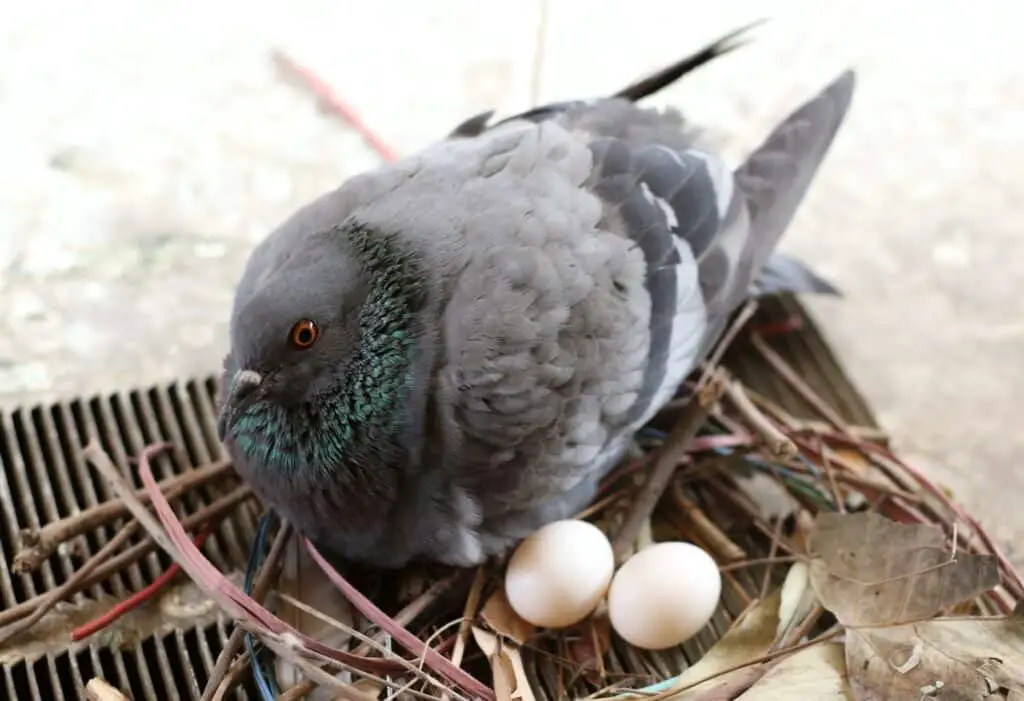 Do Male Pigeons Sit On Eggs
