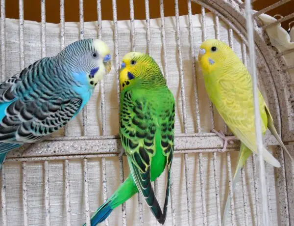 Do Parakeets Fight Each Other
