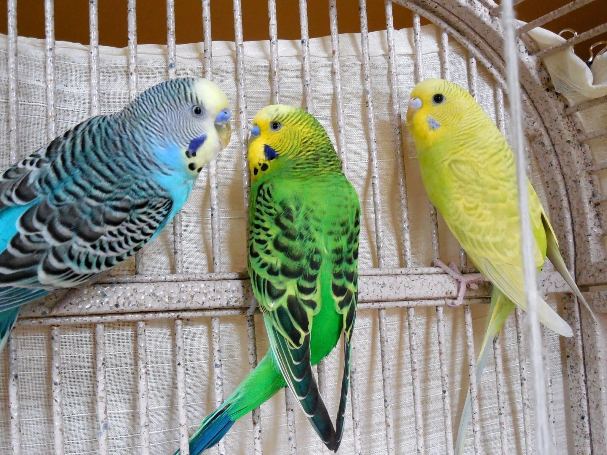 Do Parakeets Fight Each Other - Teeny Tiny Tails