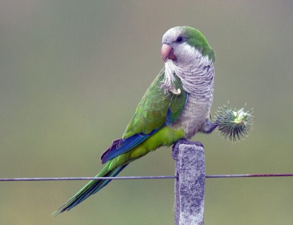 Do Parakeets Shed Feathers