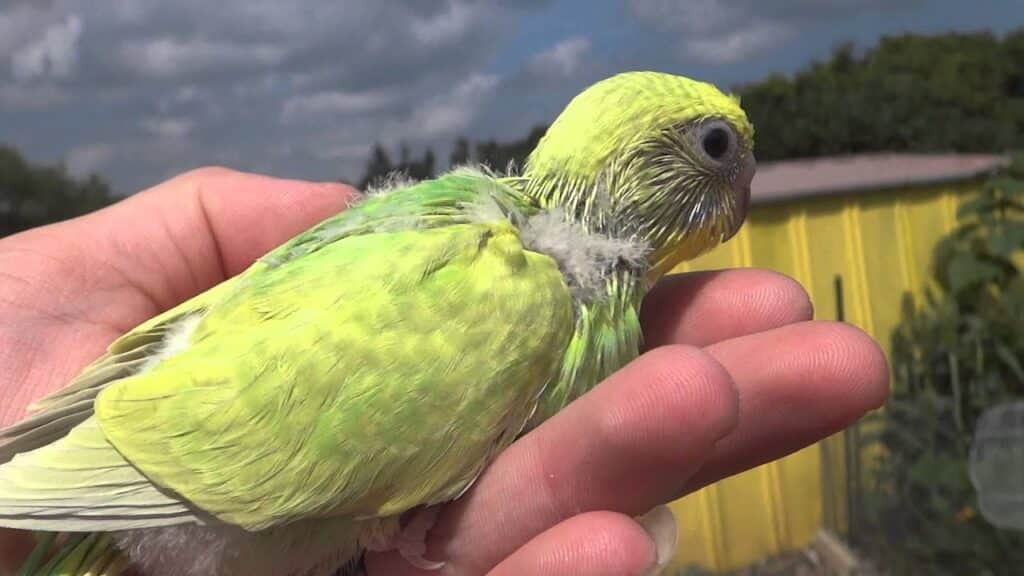 Do Parakeets Shed Feathers
