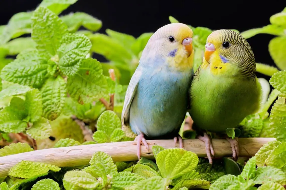 How Do Parakeets Reproduce