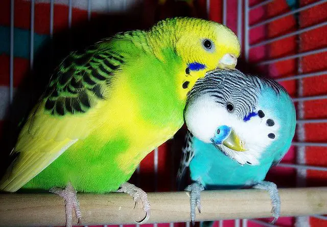 How Do Parakeets Reproduce
