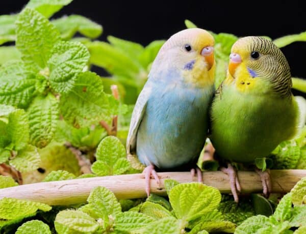 How Do Parakeets Reproduce