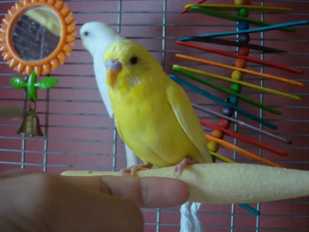 How To Care For A Parakeet