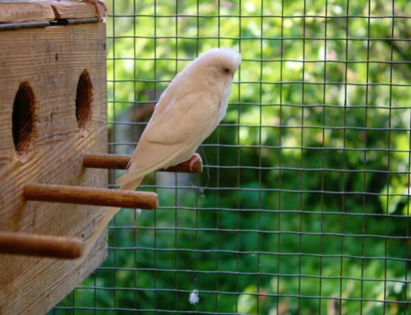 How To Make A Nest Box For Parakeets