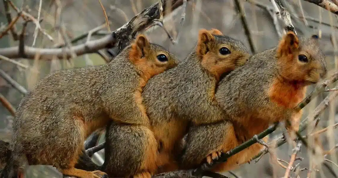 What Is A Group Of Squirrel Called