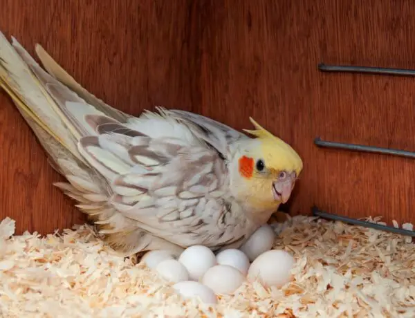 Do Parakeets Lay Eggs