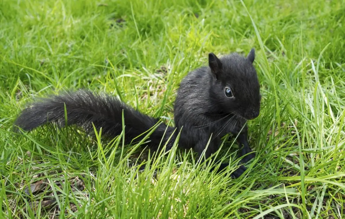 Are Black Squirrels Rare