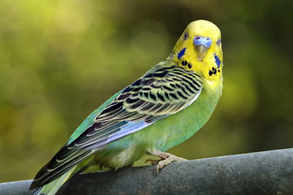 How To Trim A Parakeets Beak