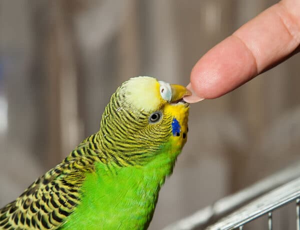 How Big Do Parakeets Get