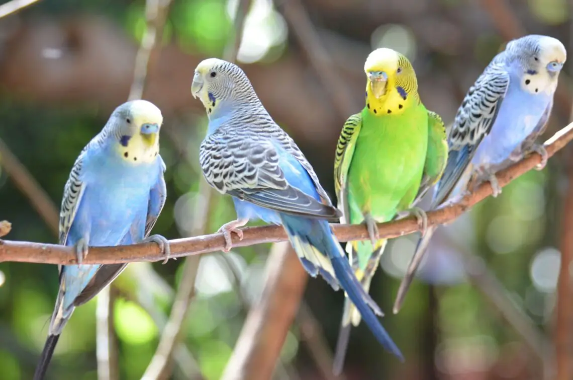 Are Parakeets Smart