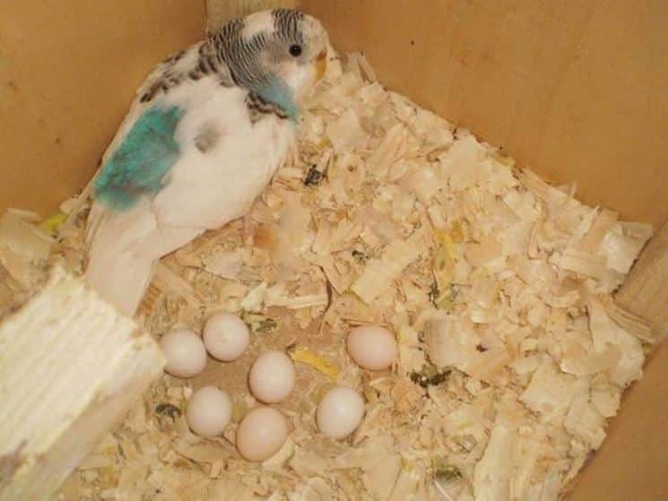 How Long Does It Take For Parakeet Eggs To Hatch