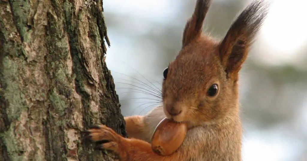 Can Squirrels Eat Almonds