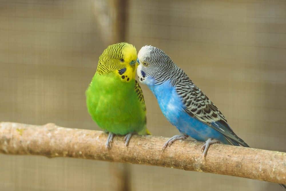 Can Parakeet Talk
