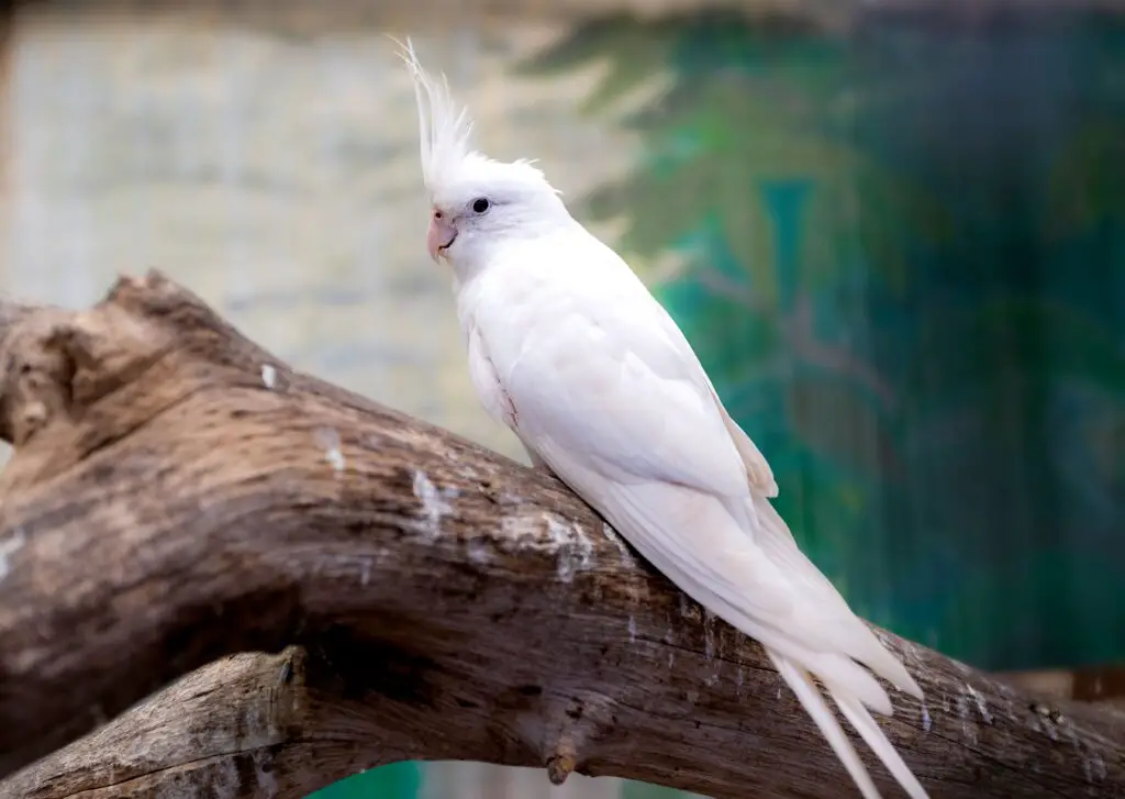 Are Albino Parakeets Rare 