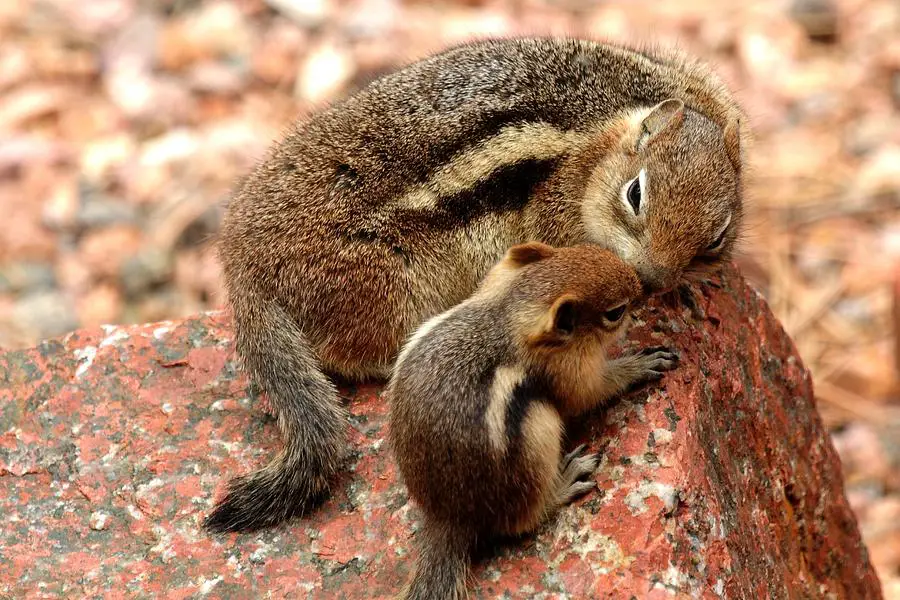 How Many Babies Do Squirrels Have