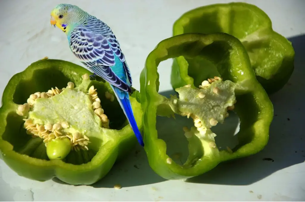 What Do Parakeets Like To Eat