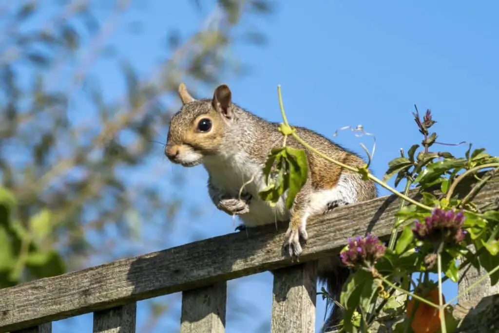 What Keeps Squirrels Away