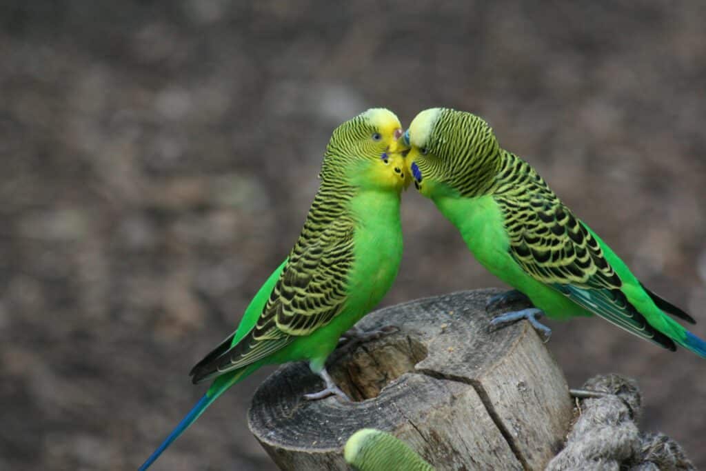 Are Parakeets Friendly
