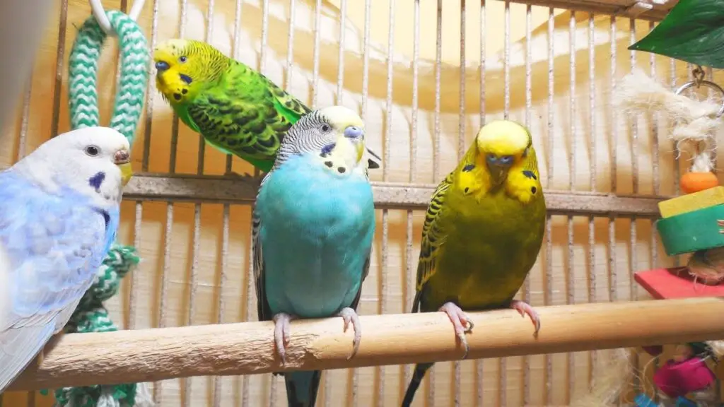 Do Parakeets Fight Each Other
