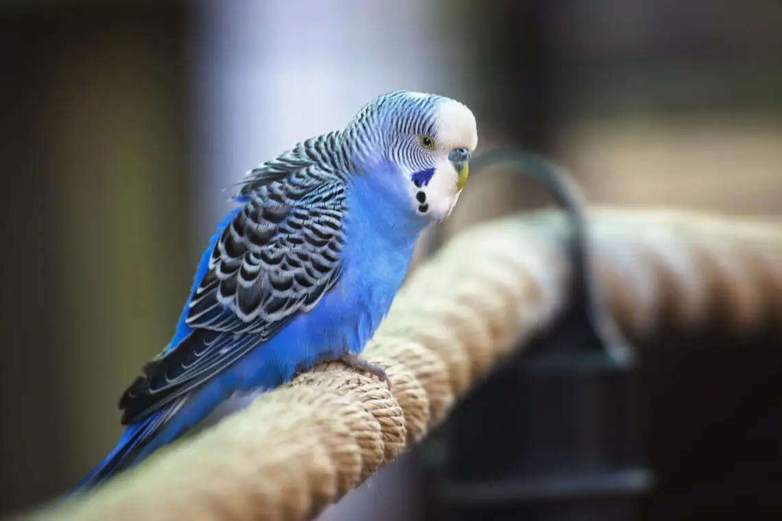 Can Parakeet Talk